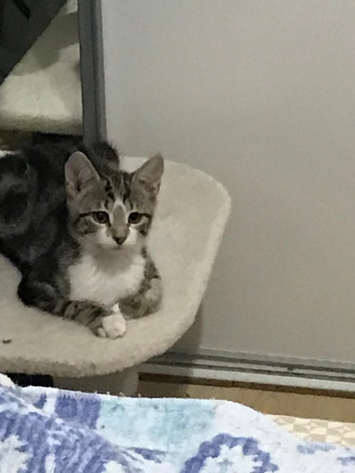 Adoption  Baila
