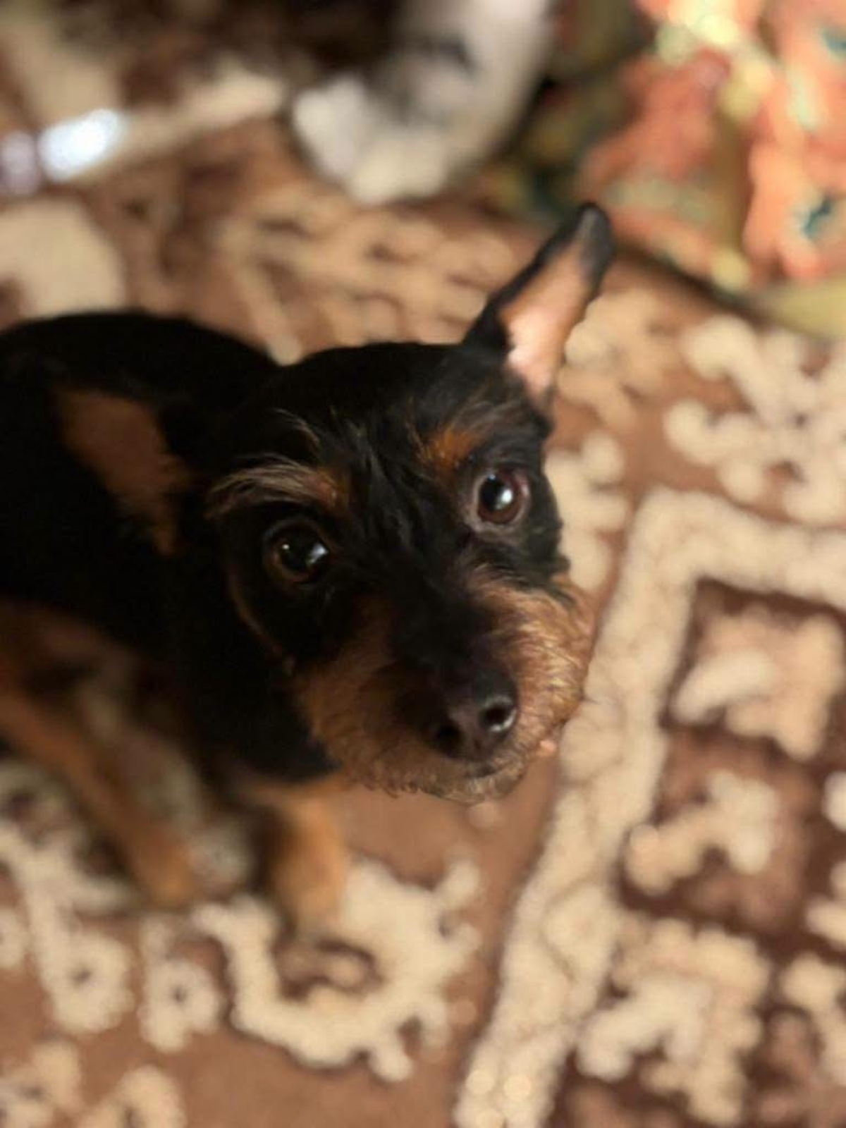 Adoption Mogwai