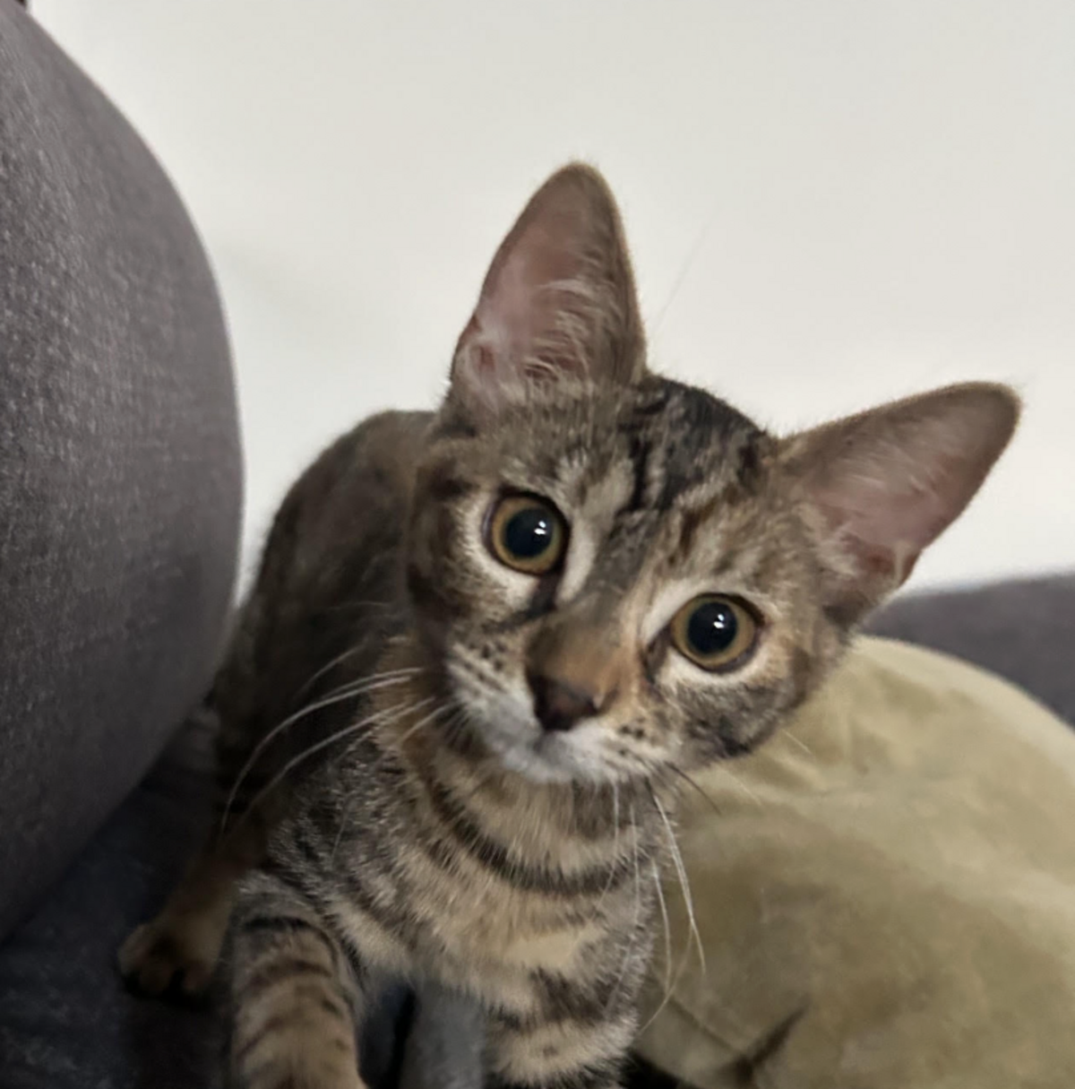 Adoption BARBALALA