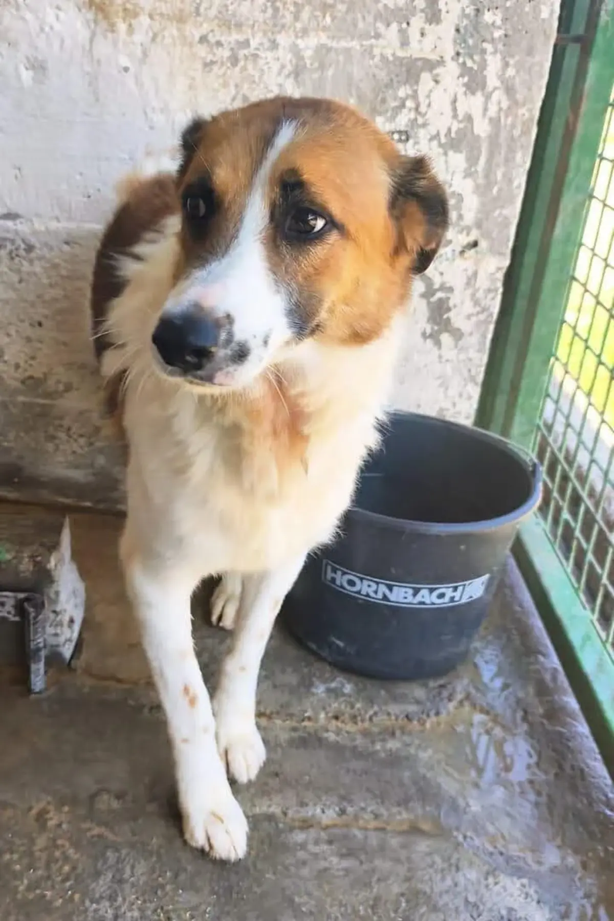 Adoption Lutti