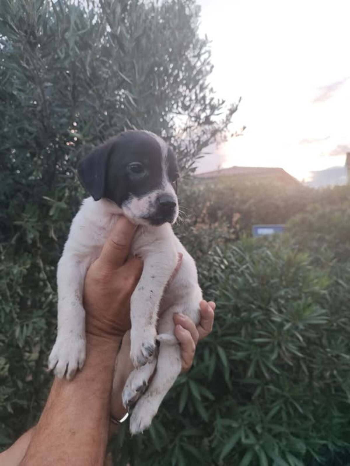 Adoption Ruby