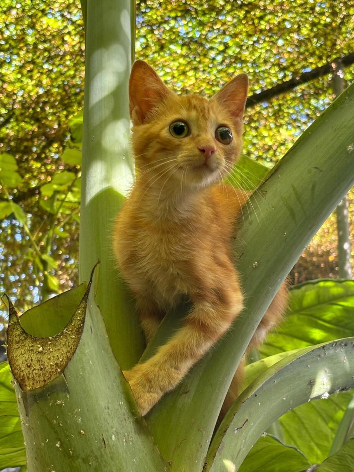 Adoption Bohème 