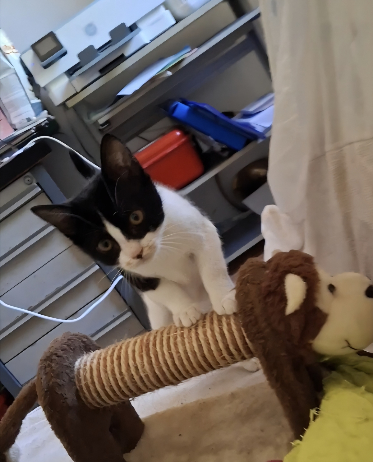 Adoption Samie