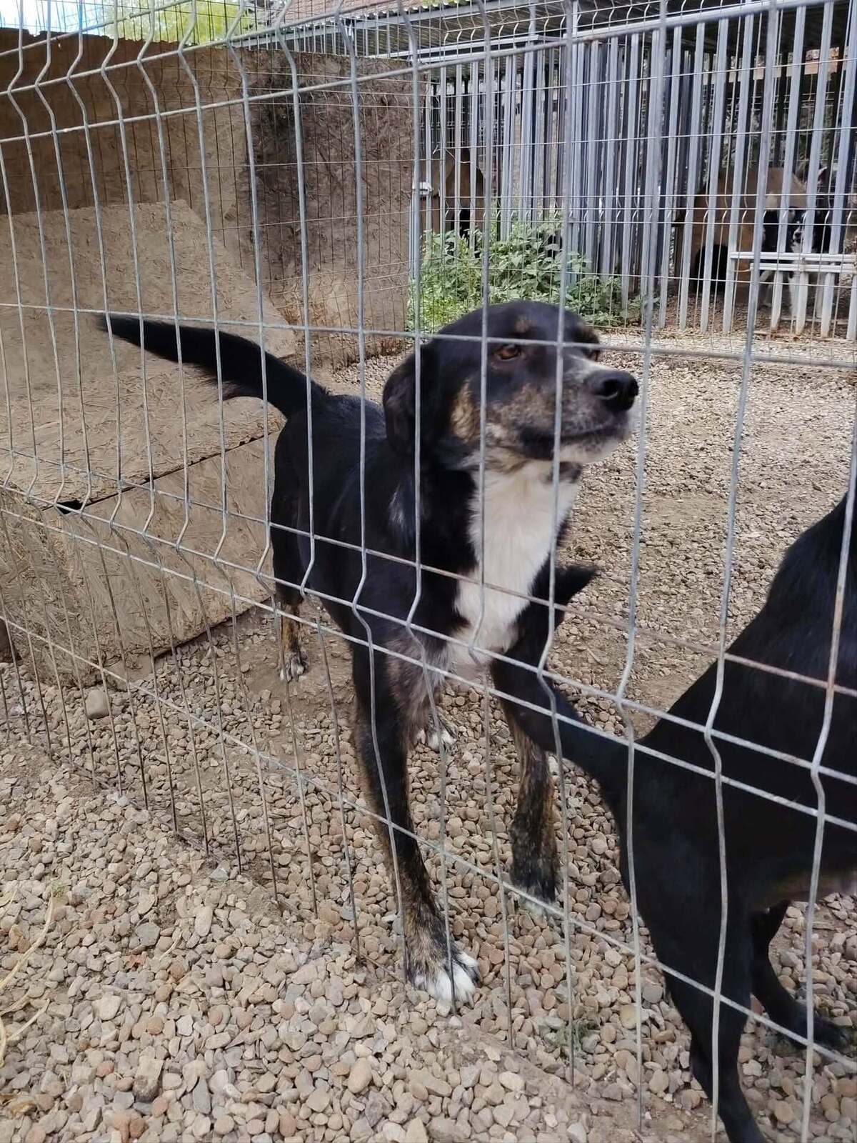 Adoption Eloan