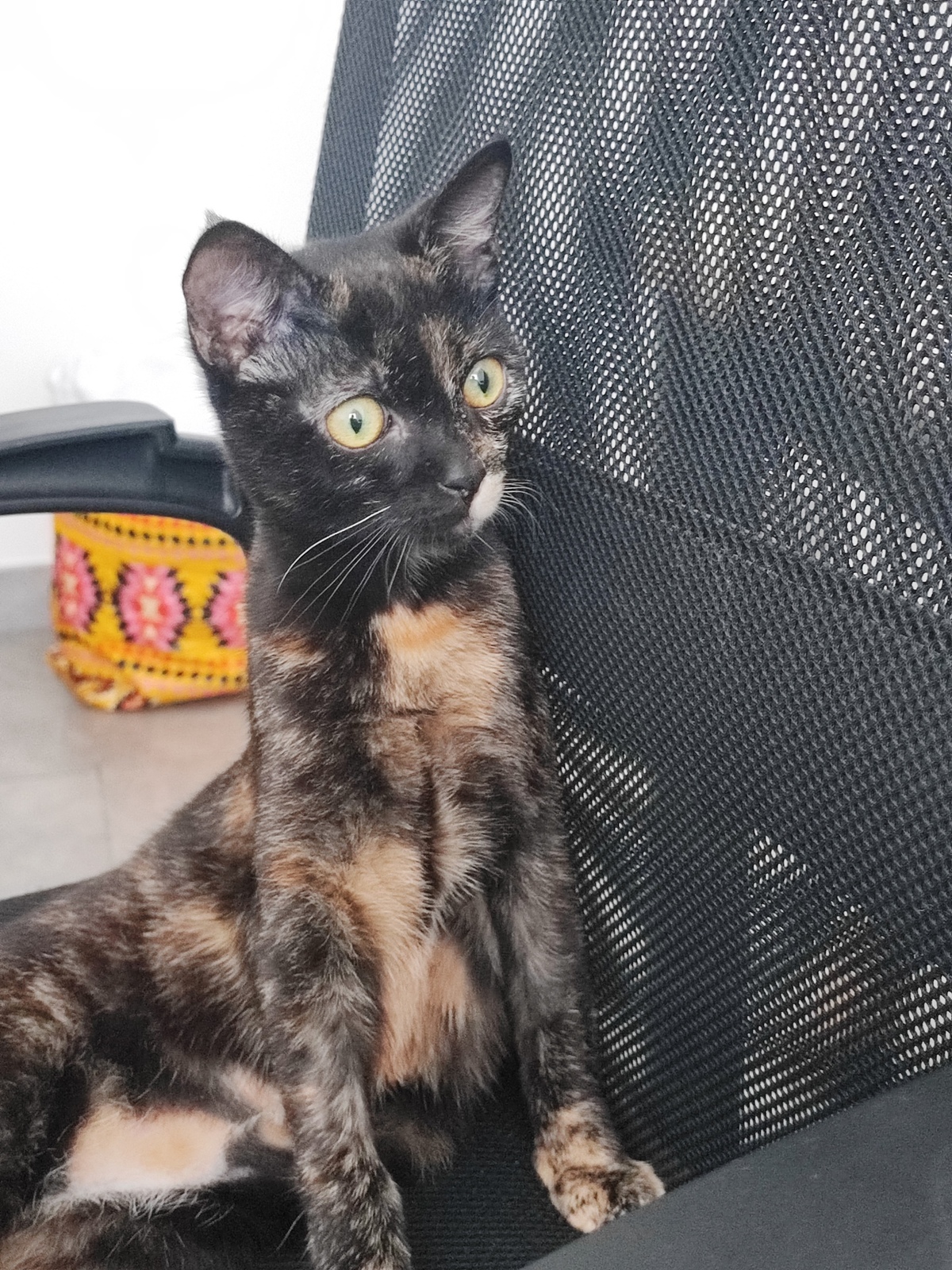 Adoption Merveille