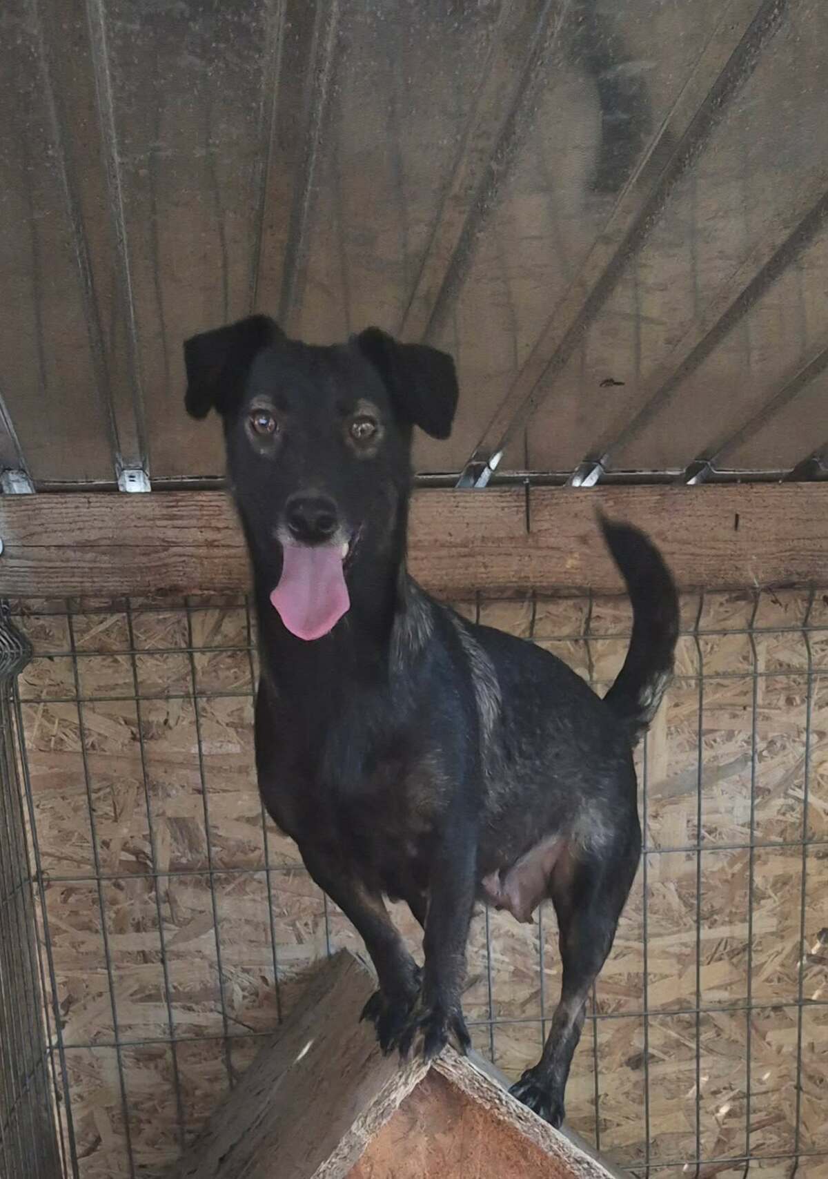 Adoption Melba
