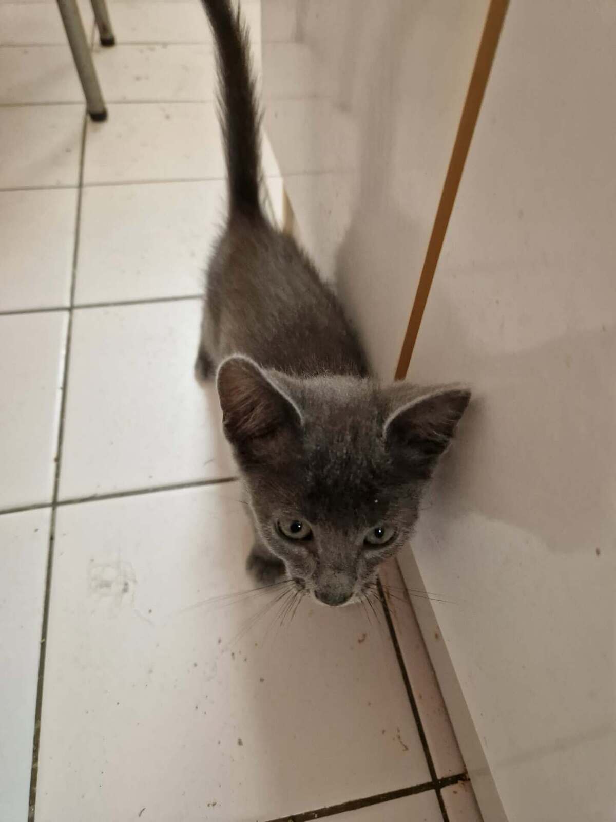 Adoption Bisou