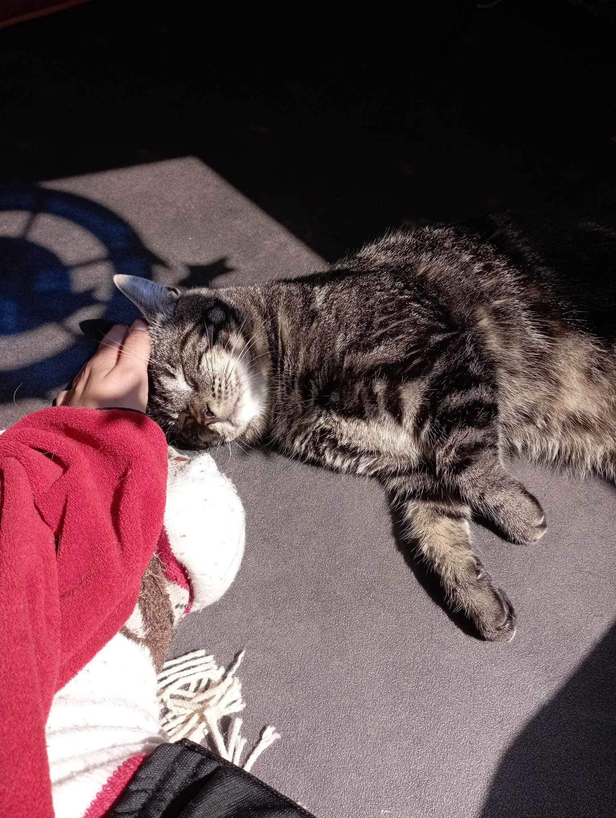 Adoption Clyde 