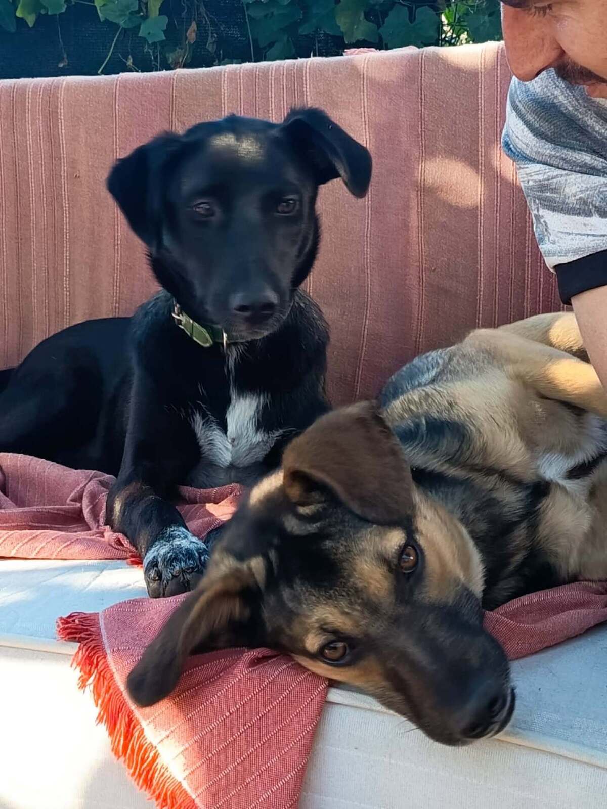 Adoption Titus