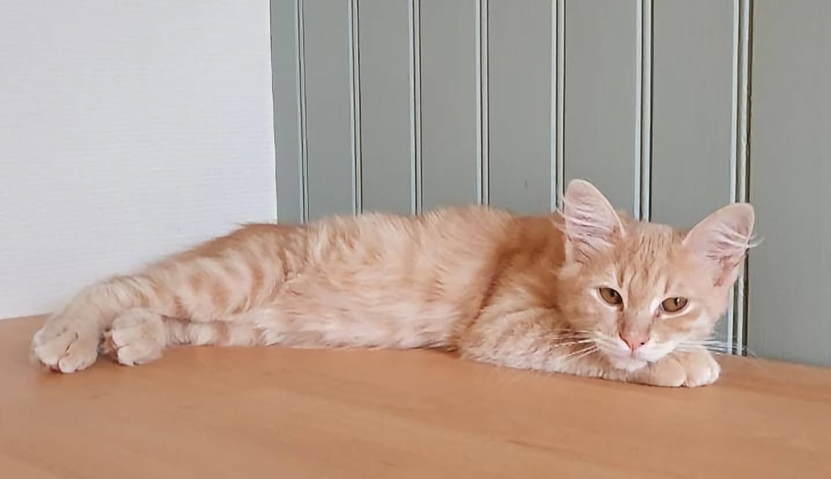 Adoption SAM