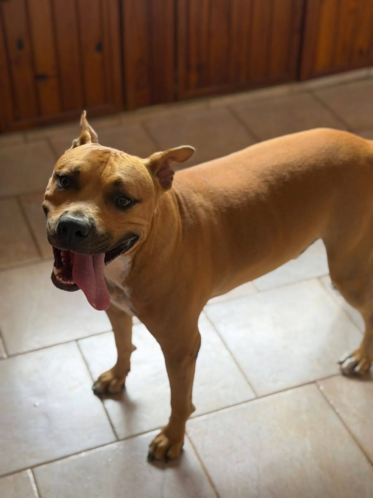 Adoption Omy