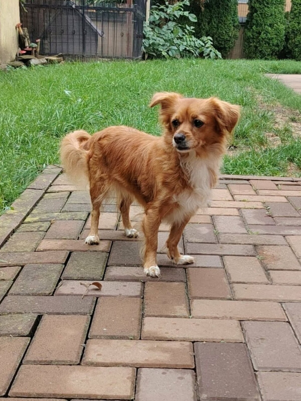 Adoption Rita
