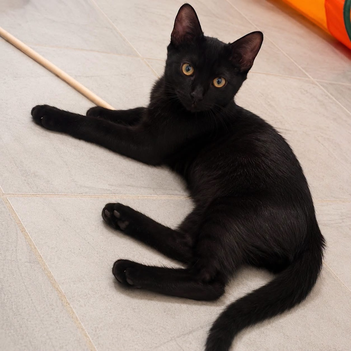 Adoption Orion