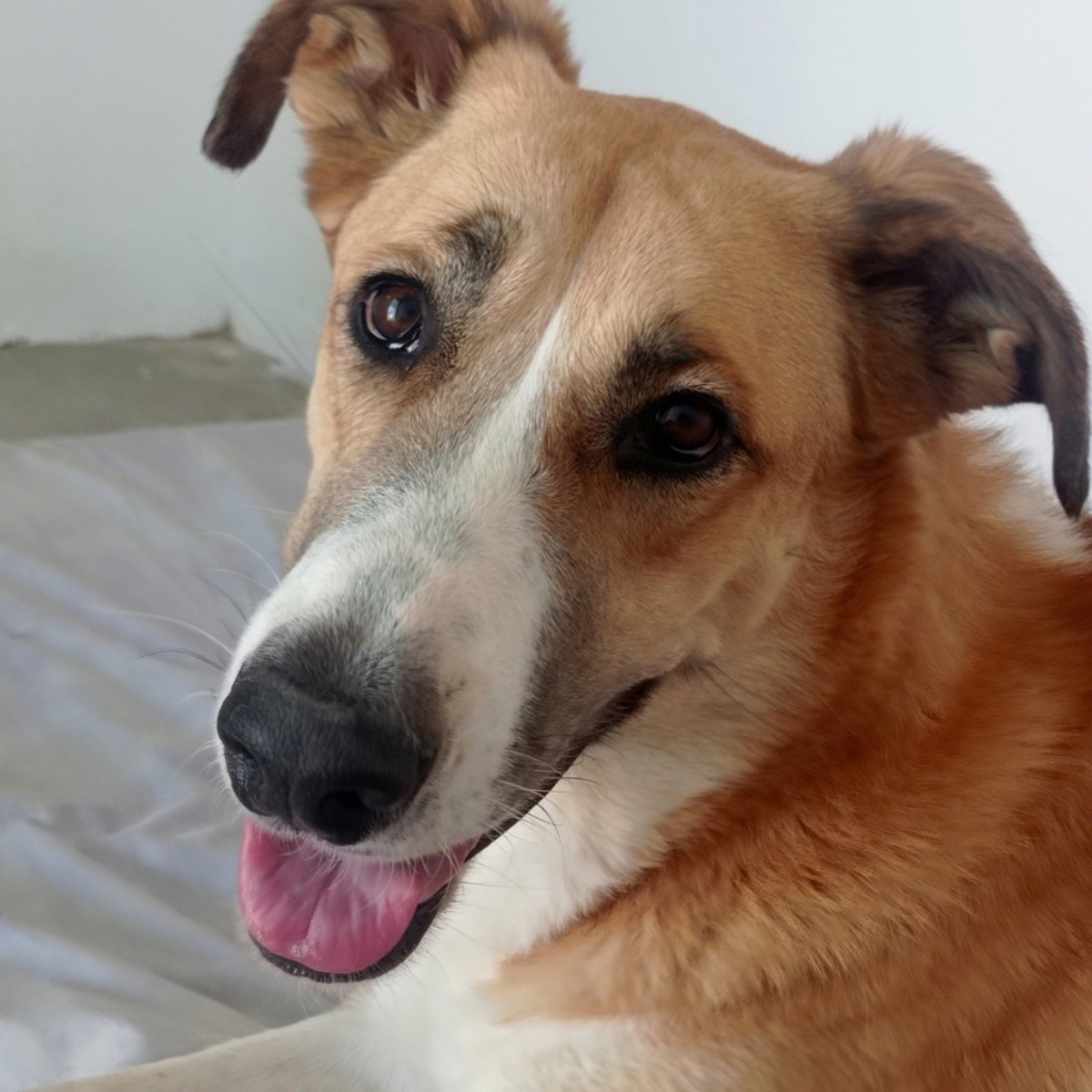 Adoption Capi