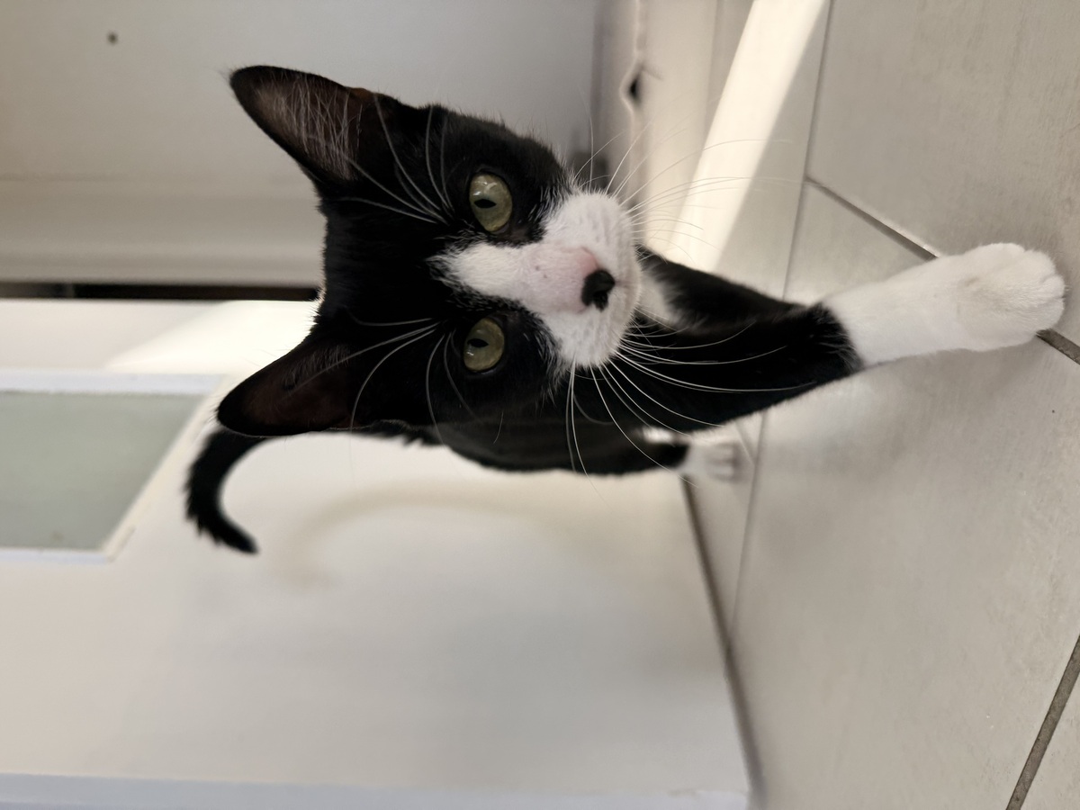 Adoption Loki