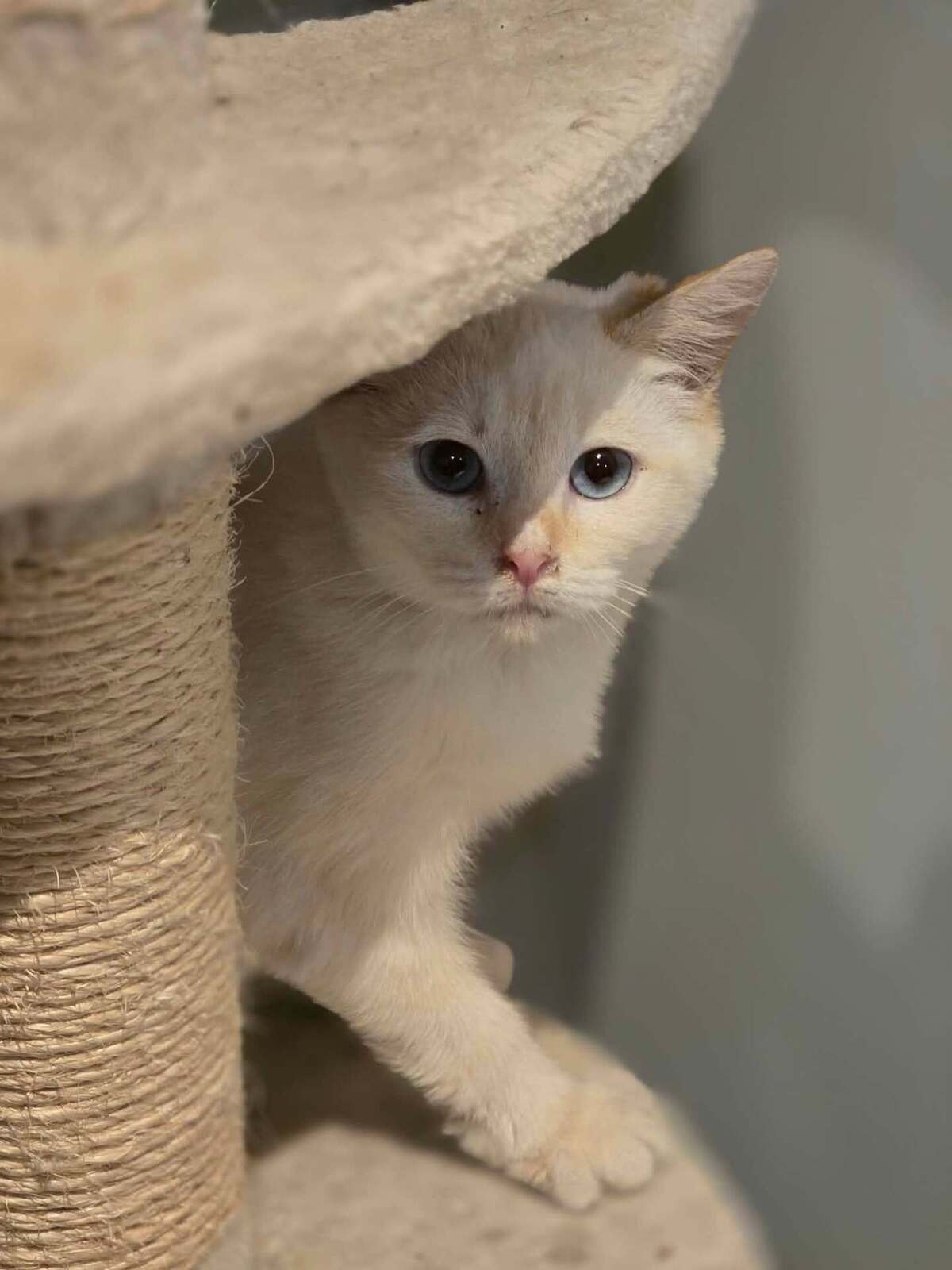 Adoption Sierra