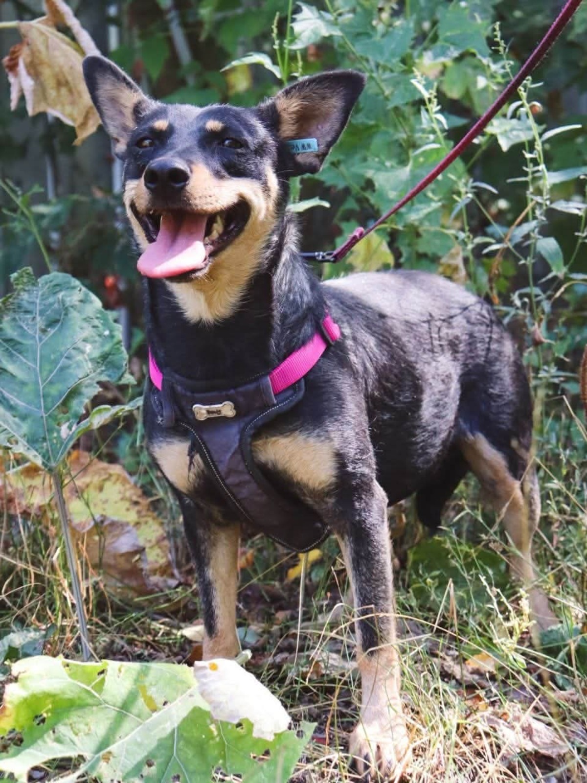 Adoption Sharlota