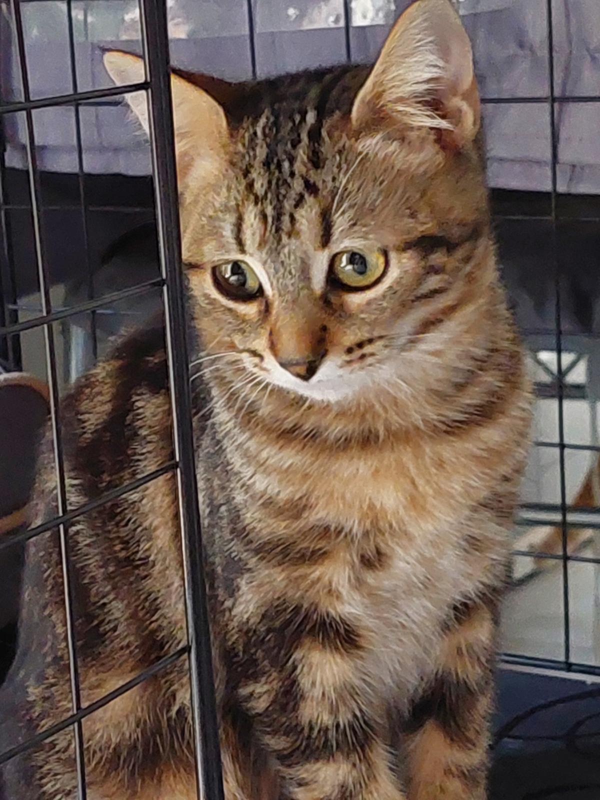Adoption Jinette