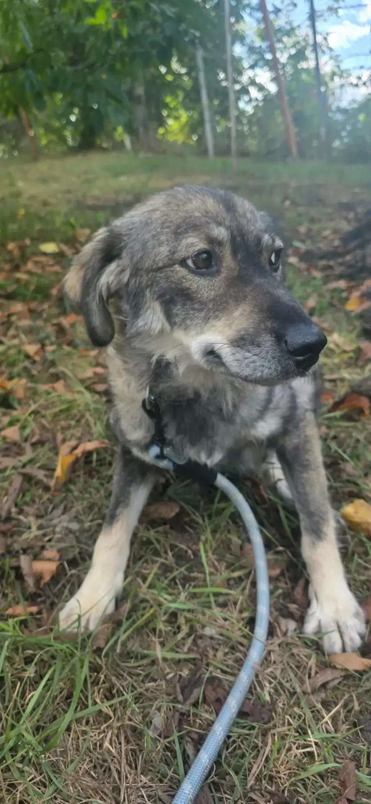 Adoption Cinder