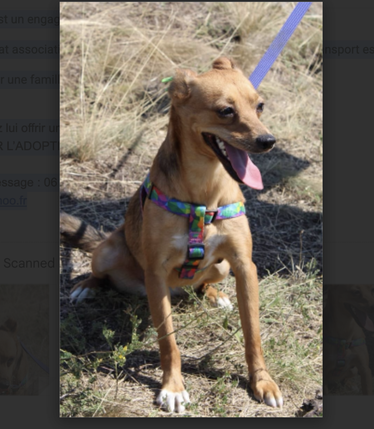 Adoption JULIE de Ukraine