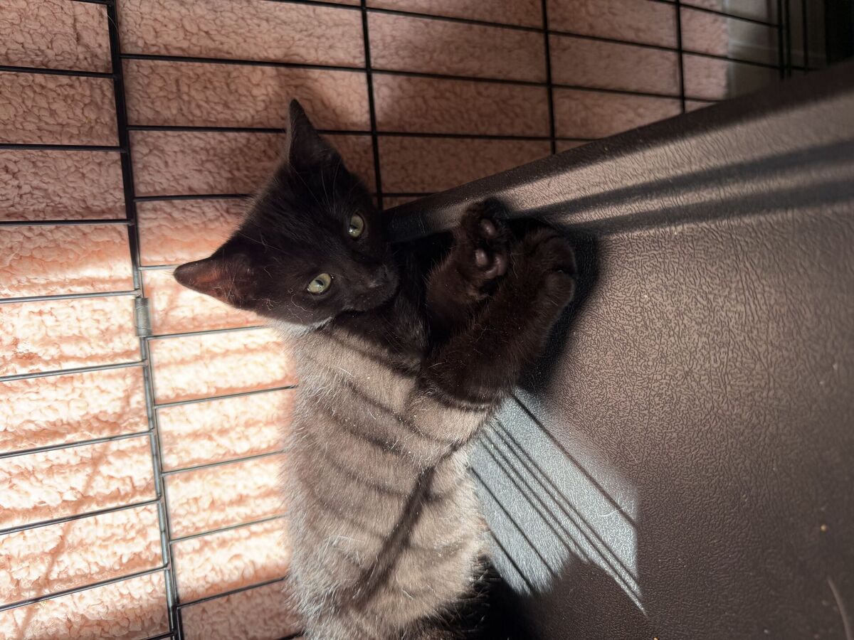 Adoption Bornéo