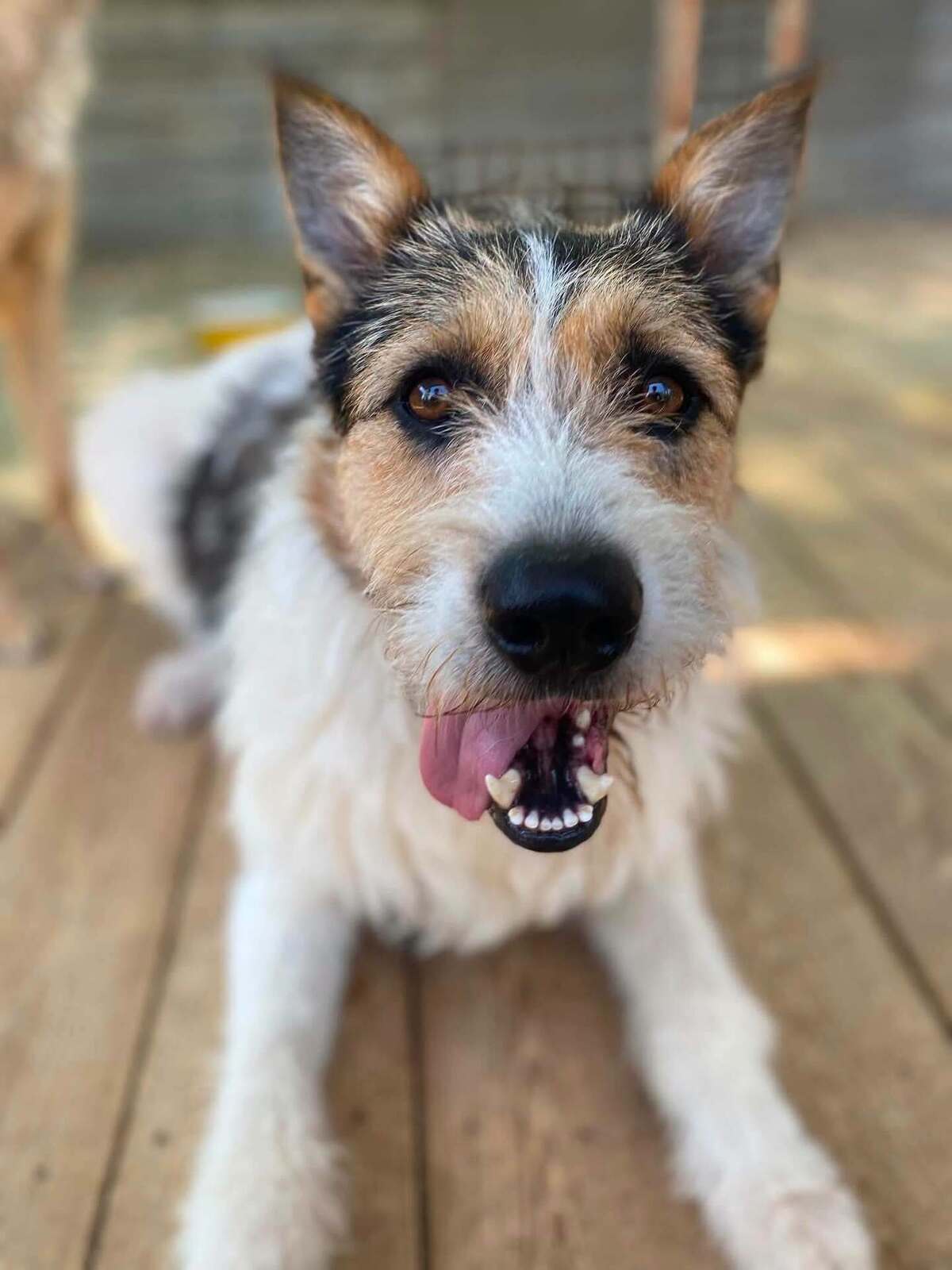 Adoption Barbos