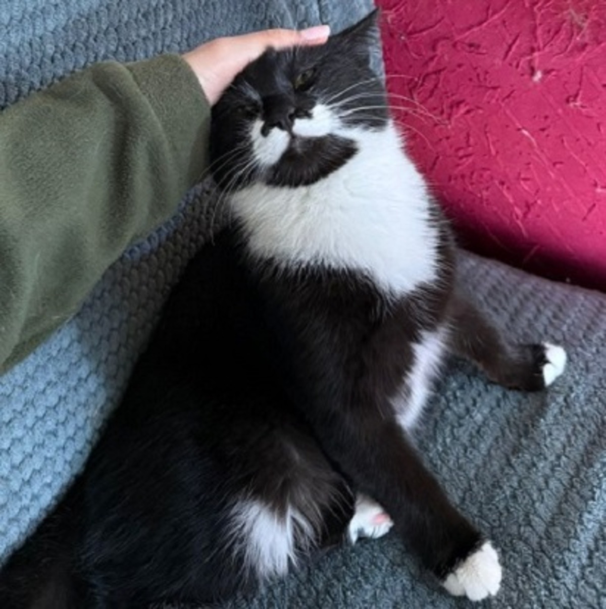 Adoption Pepper