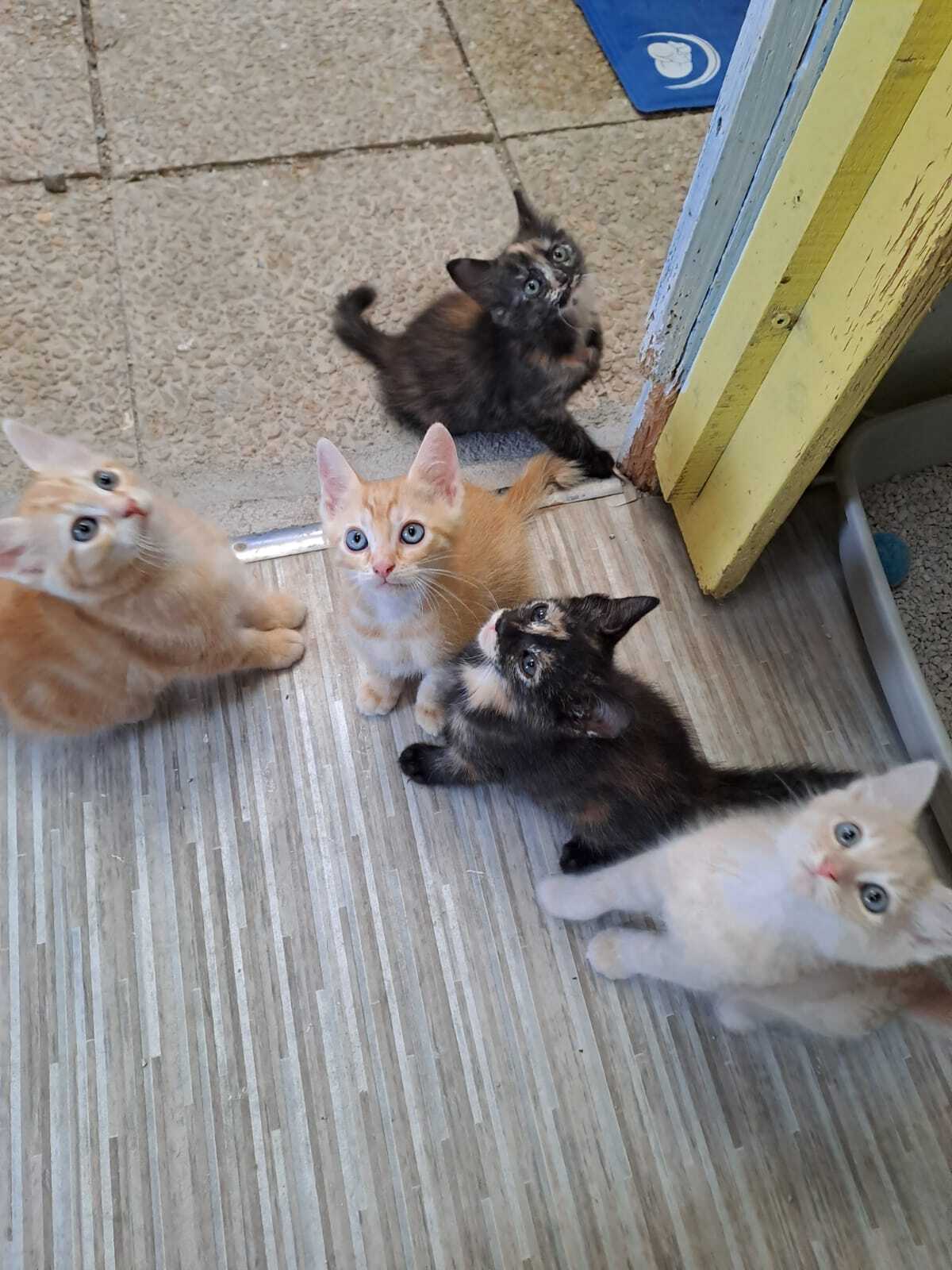 Adoption Jupiter