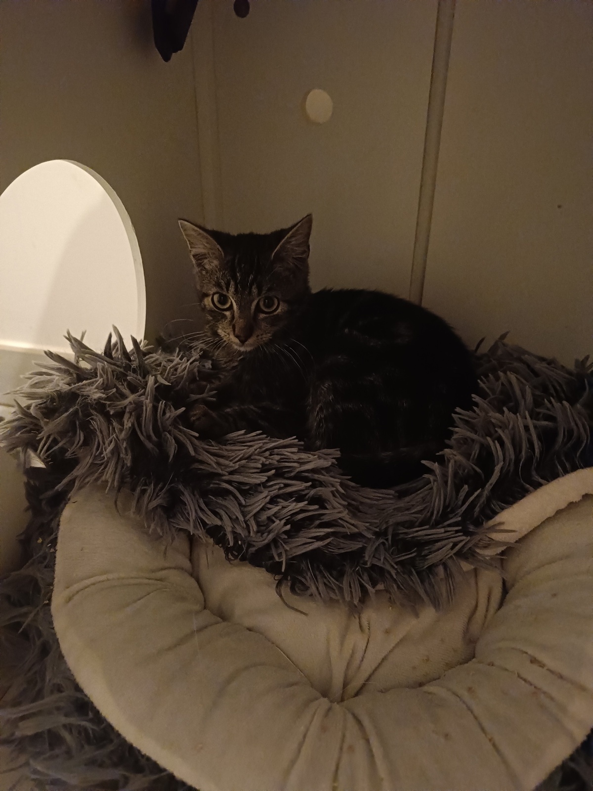 Adoption Brownie