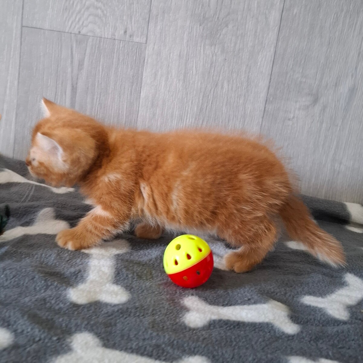 Adoption BIRATE
