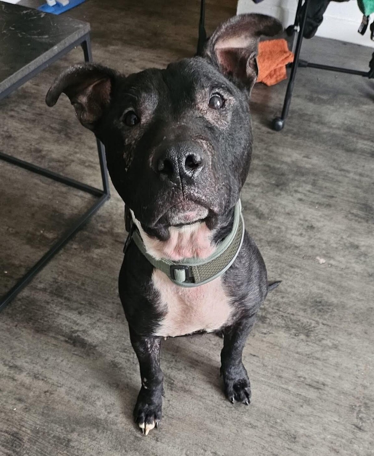 Adoption Paco