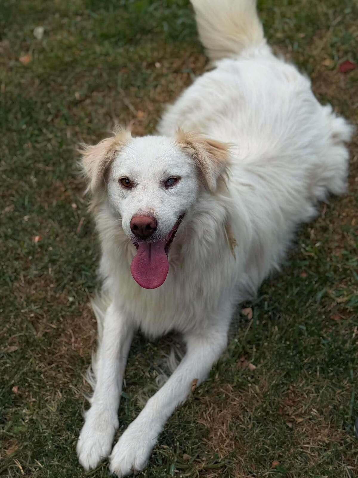 Adoption Eira