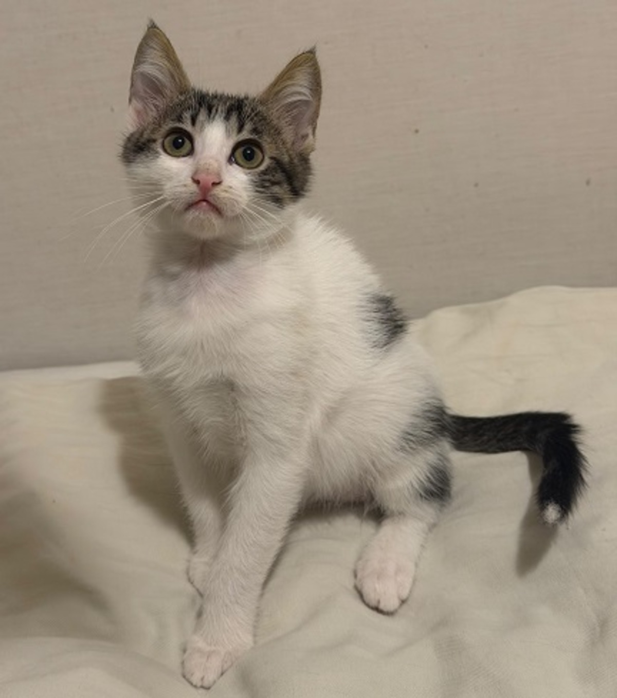 Adoption Mila