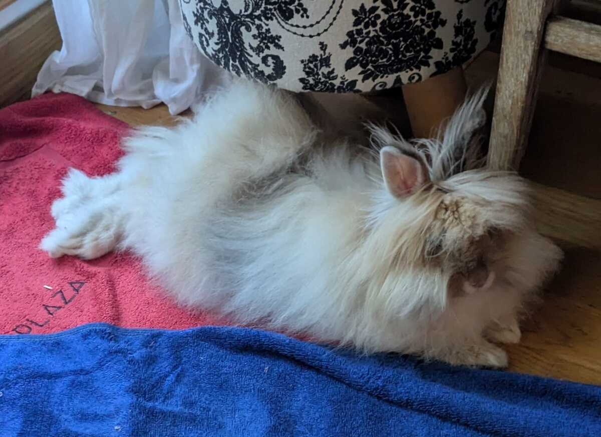Adoption Freddie