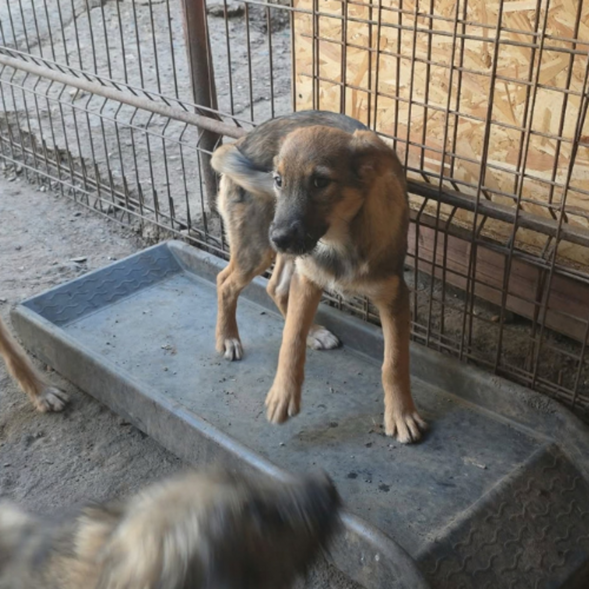 Adoption Taiss