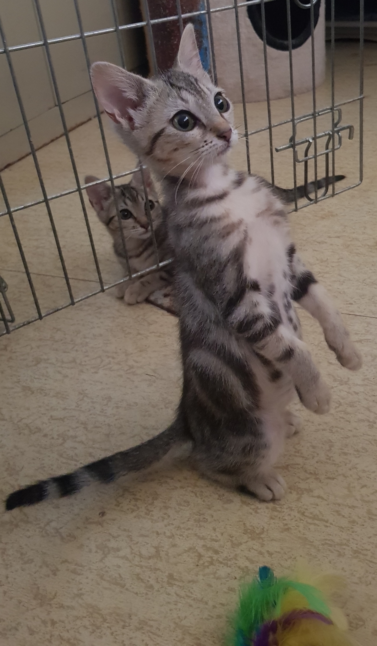 Adoption Perla