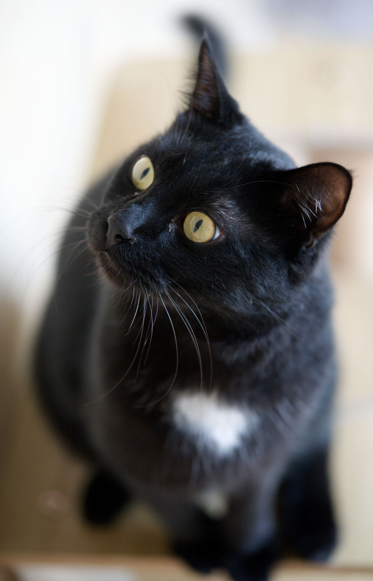 Adoption Arka