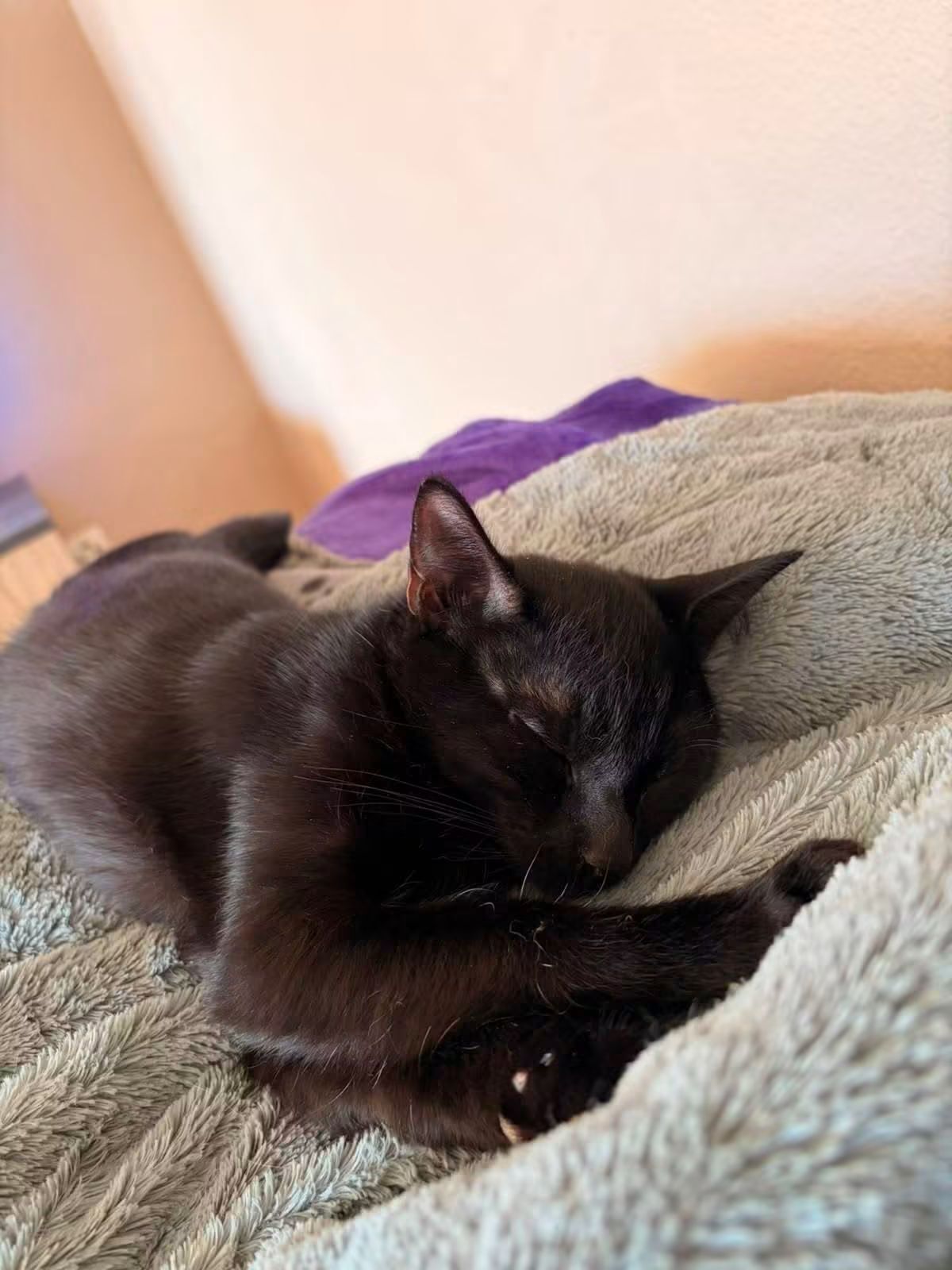 Adoption Baghou 