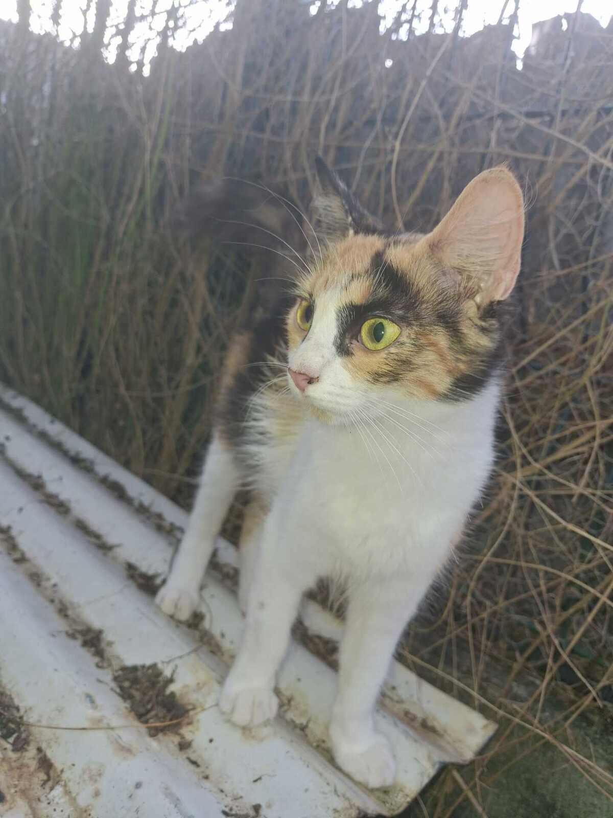 Adoption Amina