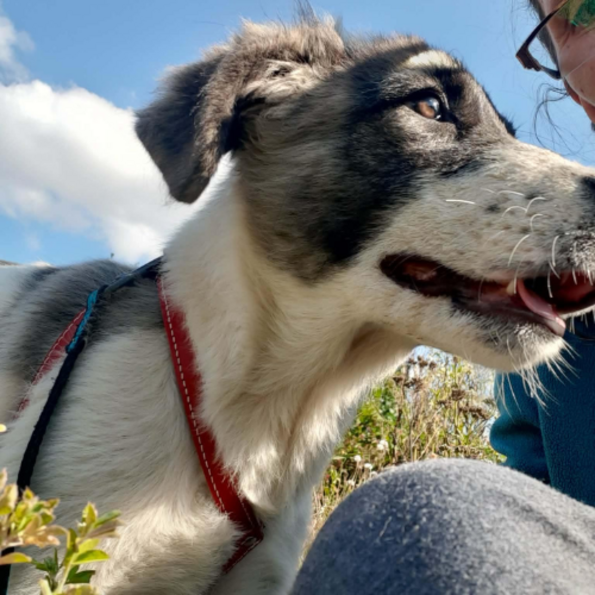 Adoption Dodo
