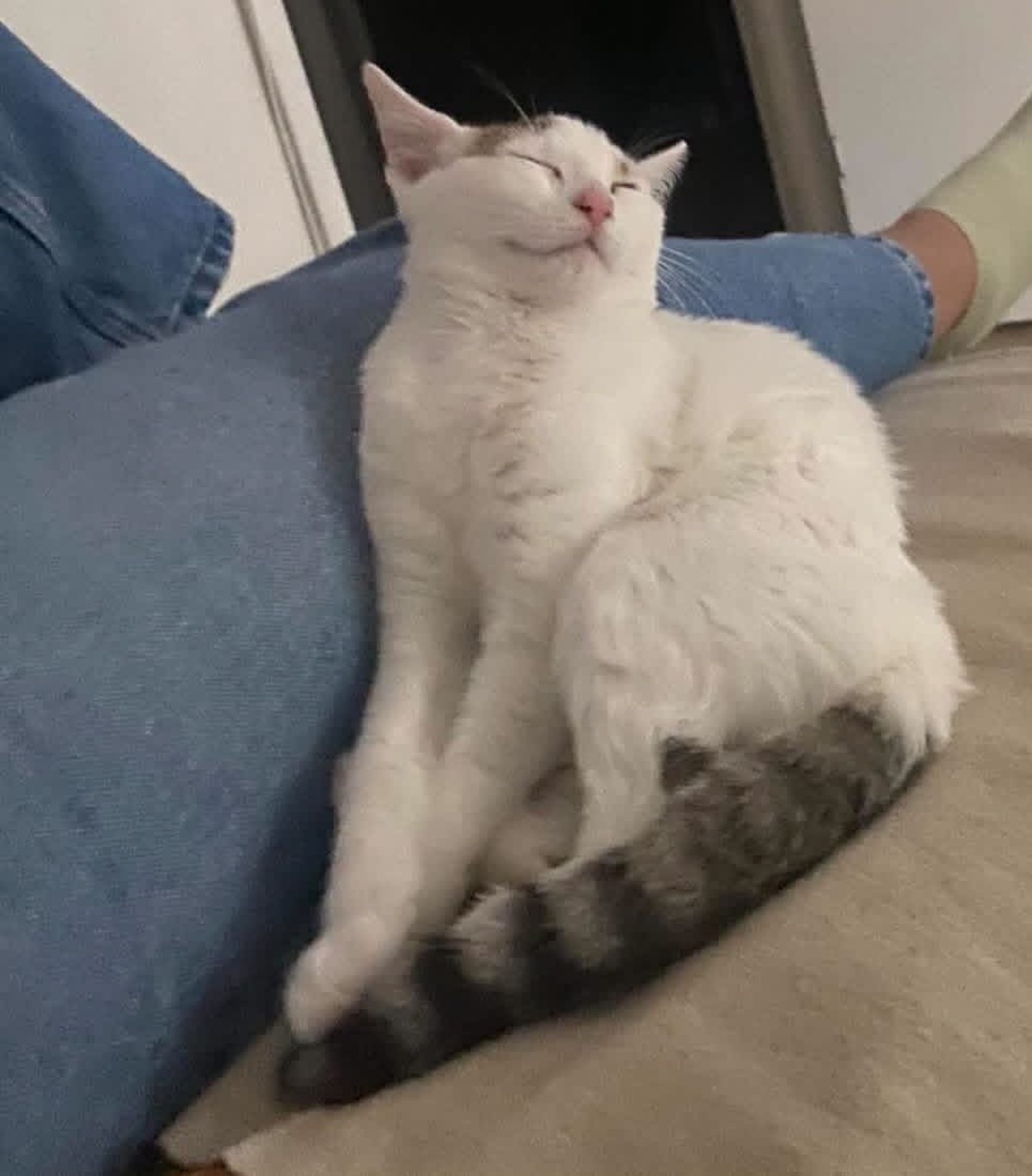 Adoption Kusmi 
