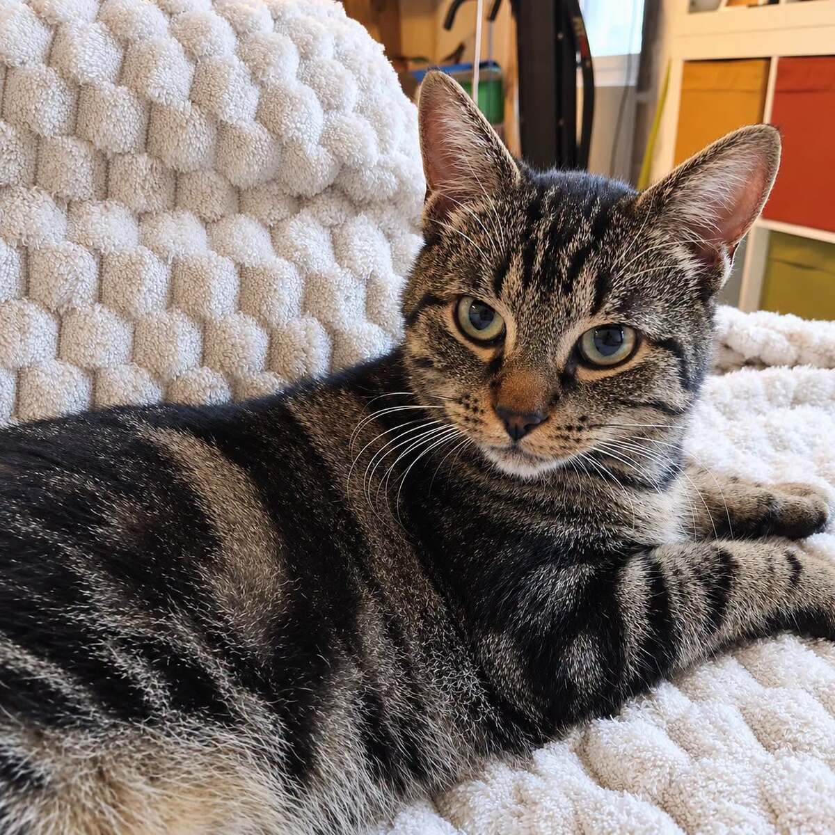 Adoption Romi