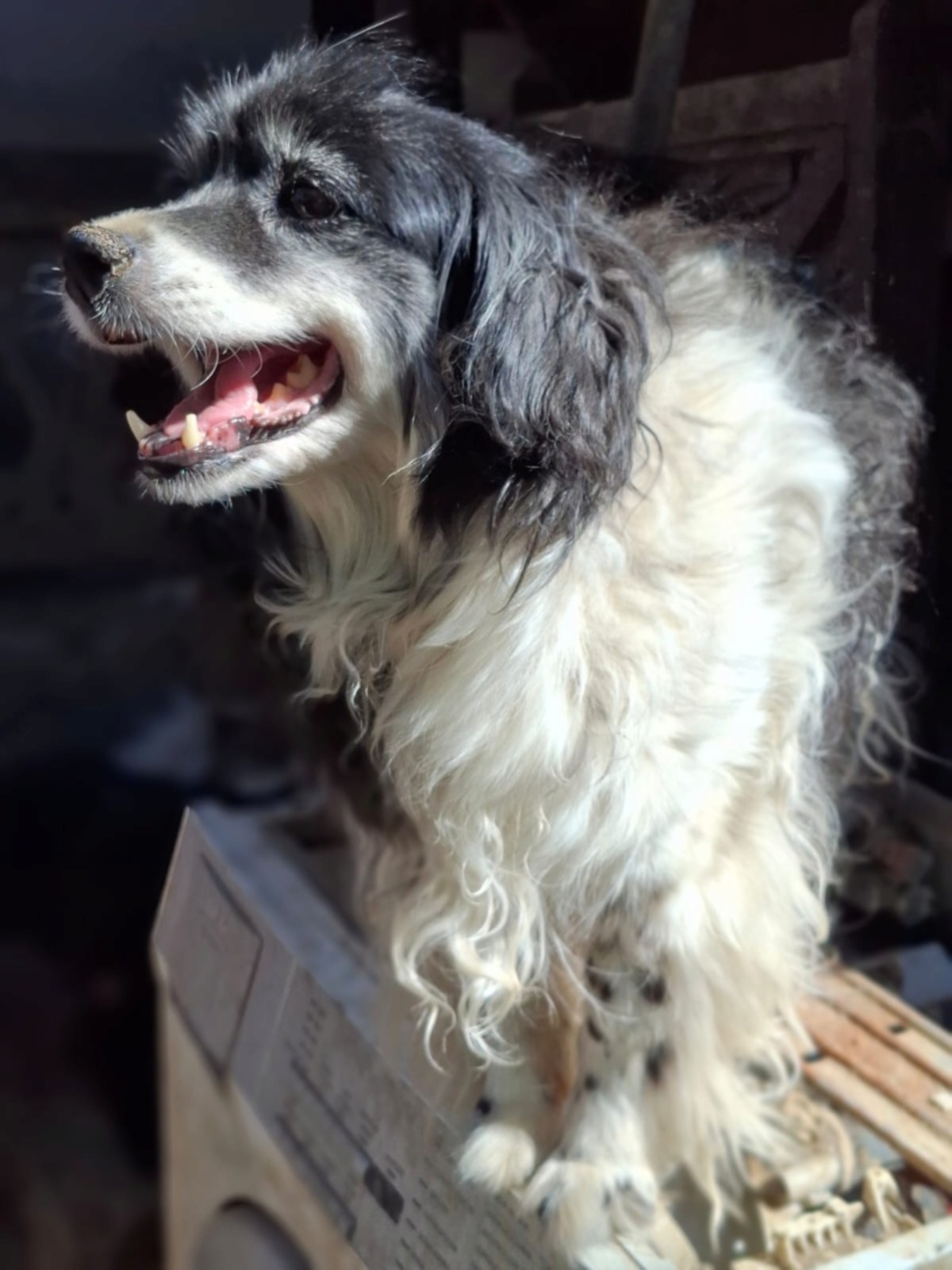Adoption Fideluta
