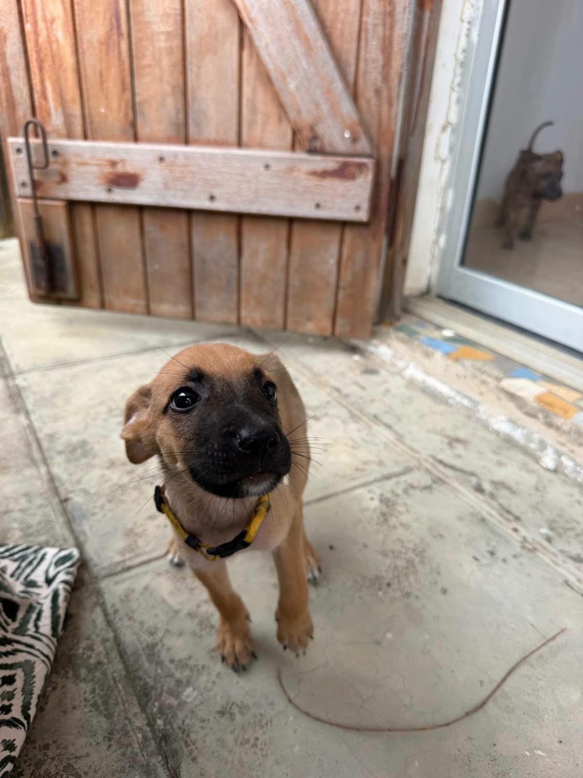 Adoption Nao