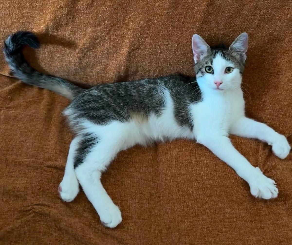Adoption RODÉO 