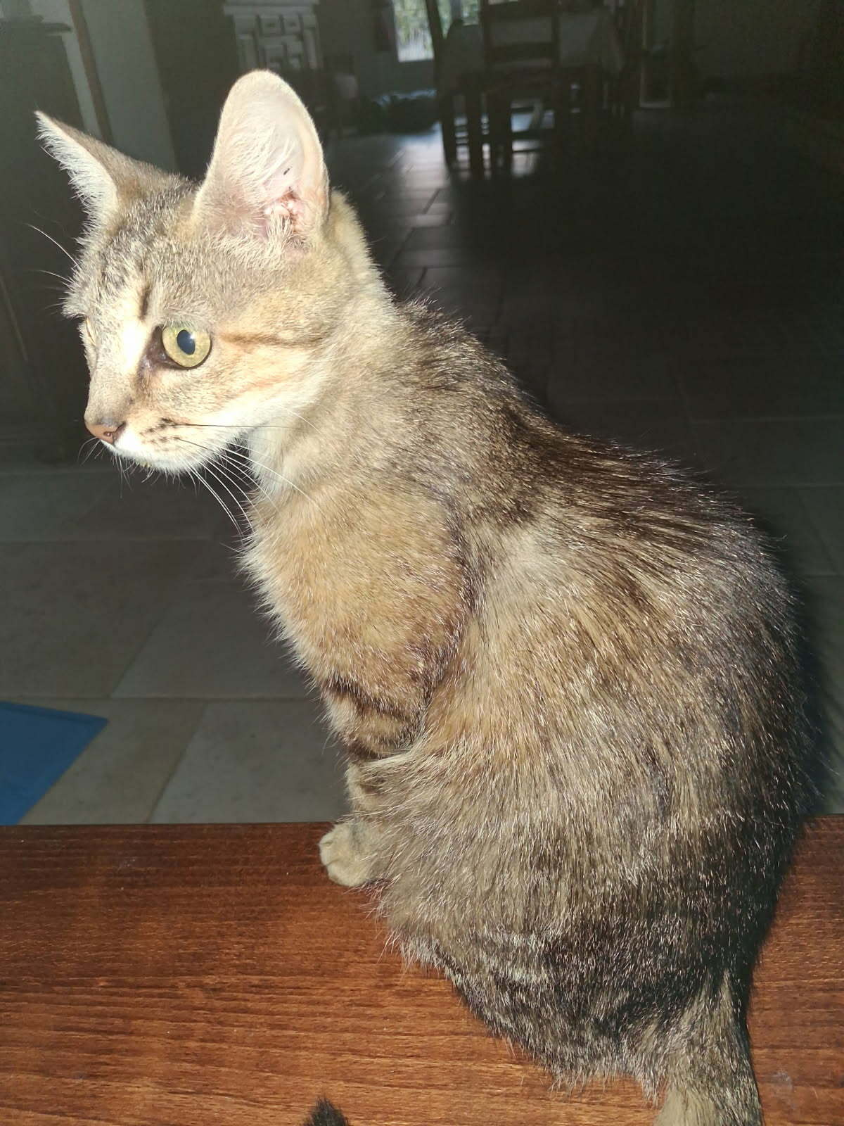 Adoption BELLAIA