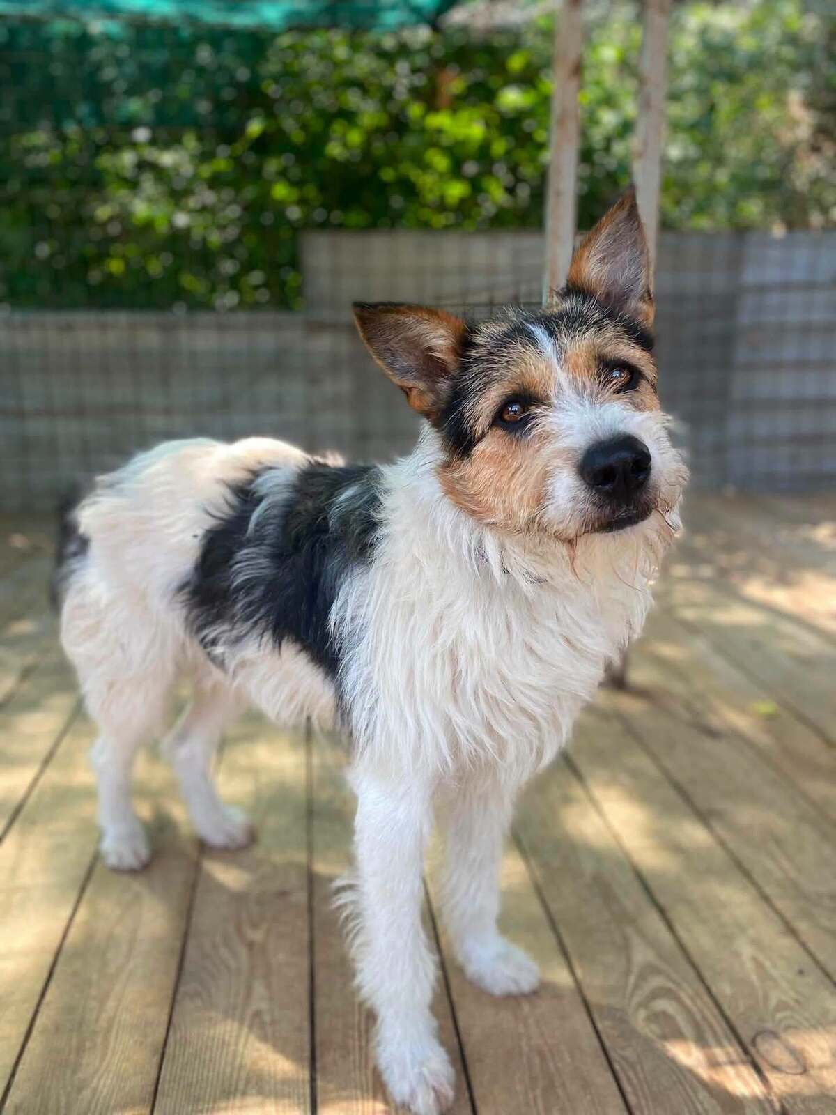 Adoption Barbos