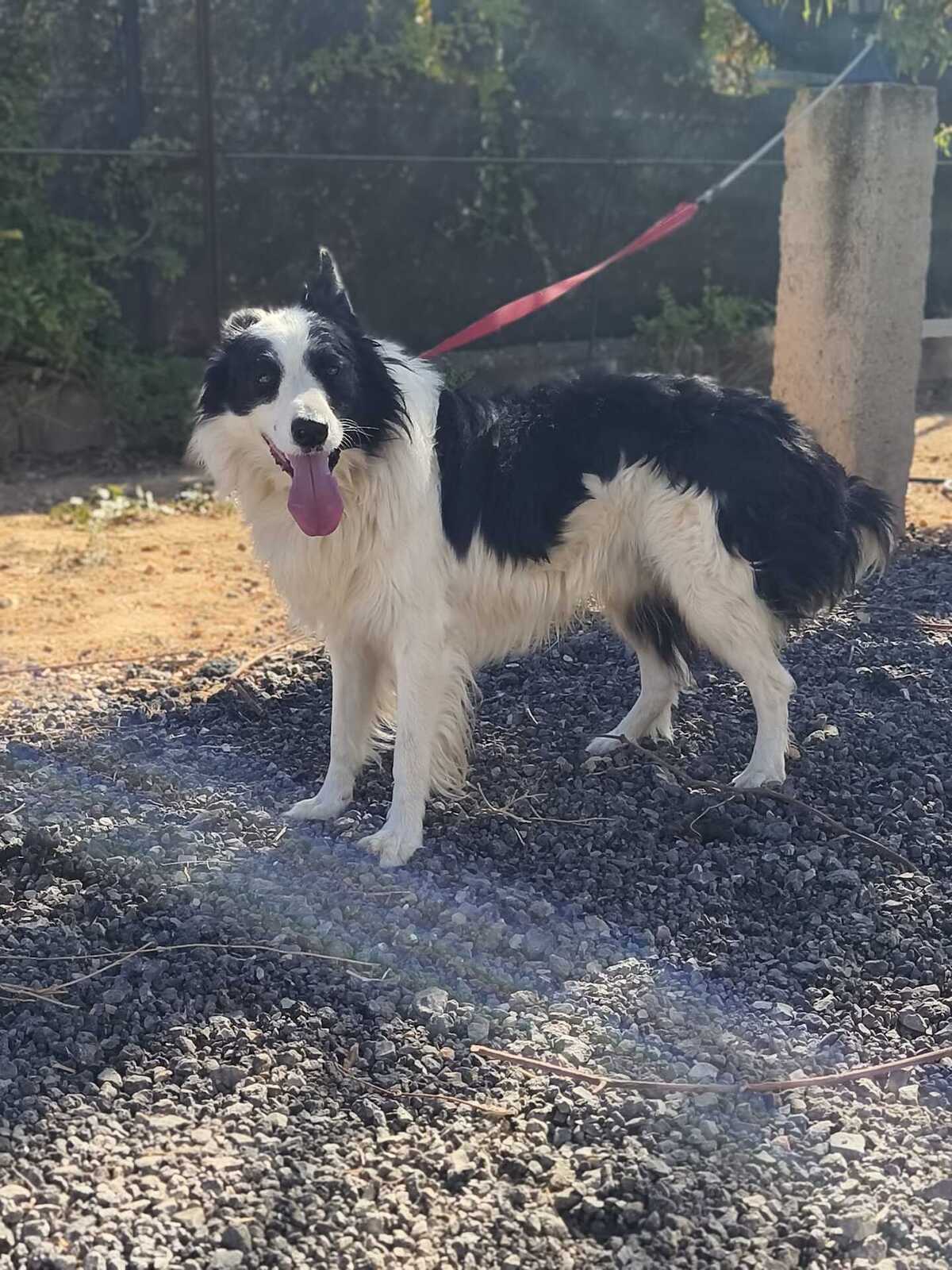 Adoption Emax