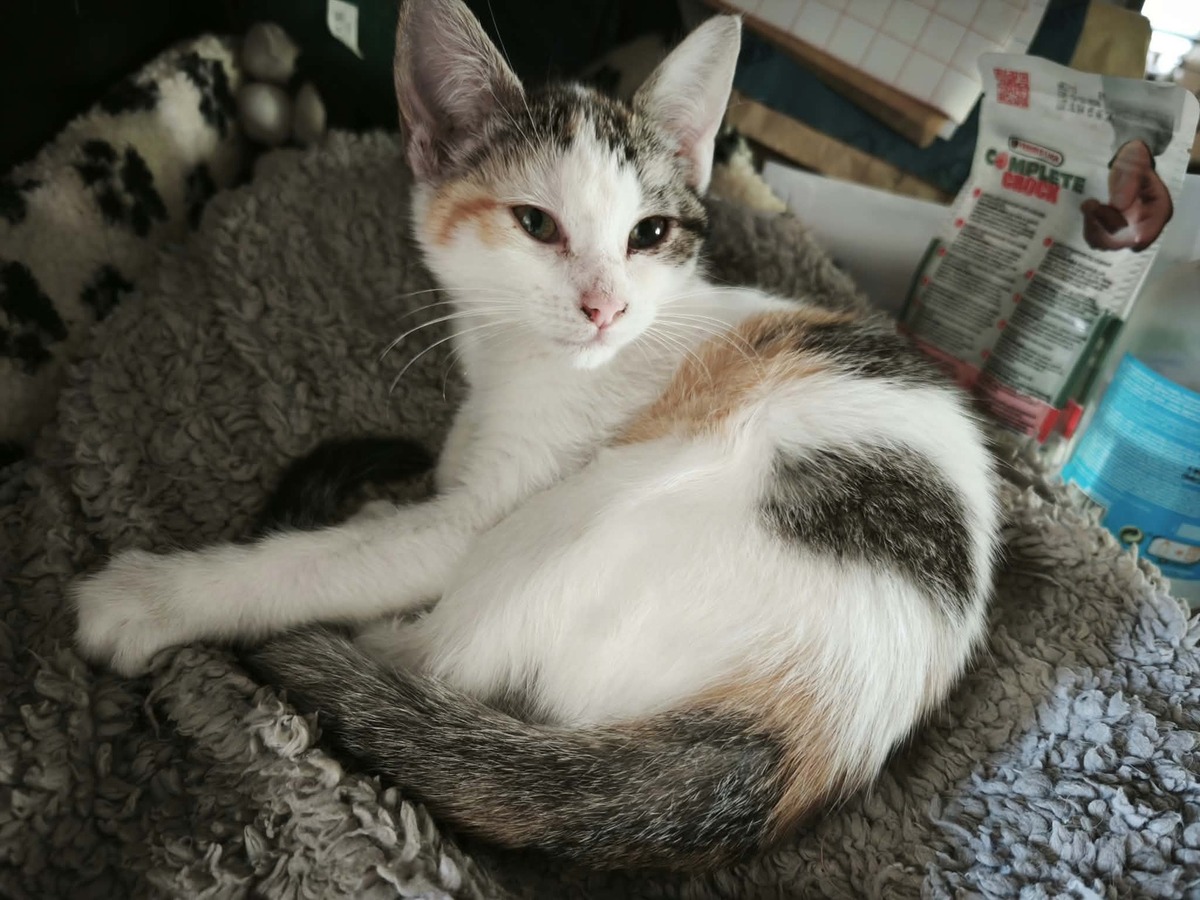 Adoption Quenelle