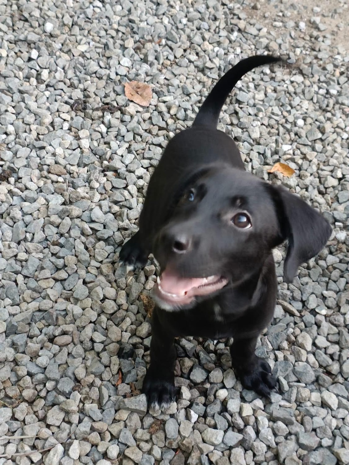 Adoption Onyx